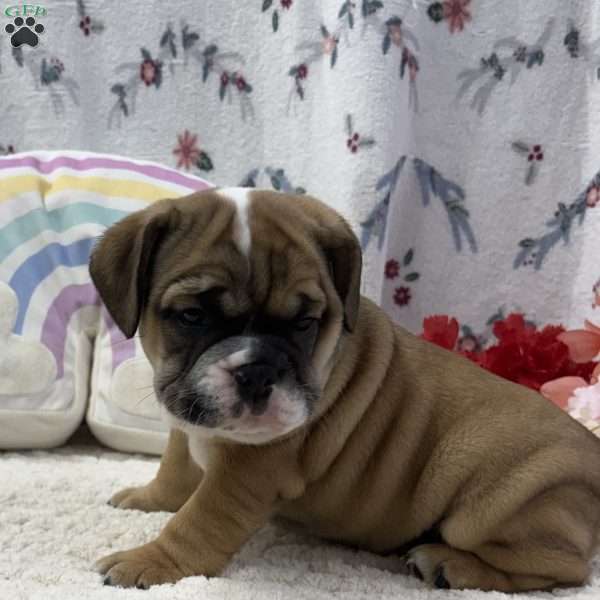 Lottie, Miniature Bulldog Puppy