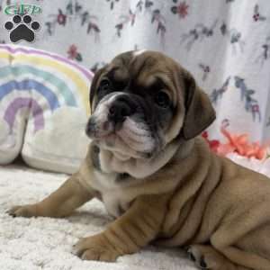 Lottie, Miniature Bulldog Puppy