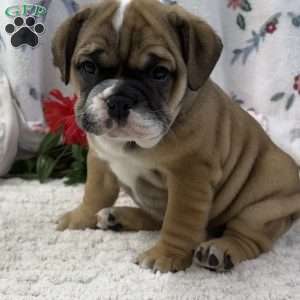 Lottie, Miniature Bulldog Puppy