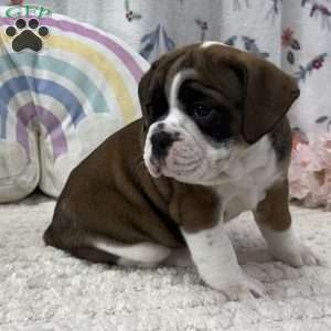 Laurel, Miniature Bulldog Puppy