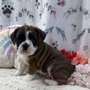 Laurel, Miniature Bulldog Puppy
