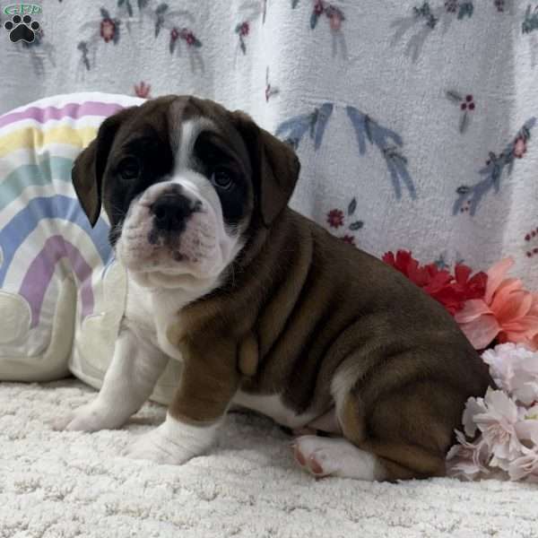 Laurel, Miniature Bulldog Puppy