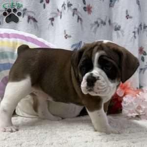 Laurel, Miniature Bulldog Puppy