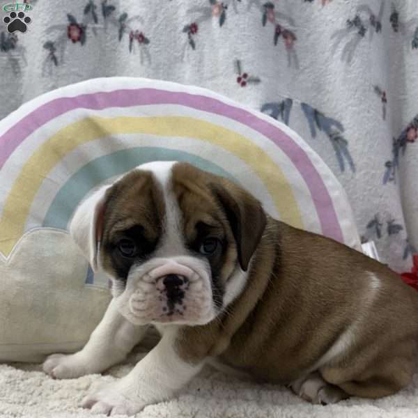 Lilly, Miniature Bulldog Puppy