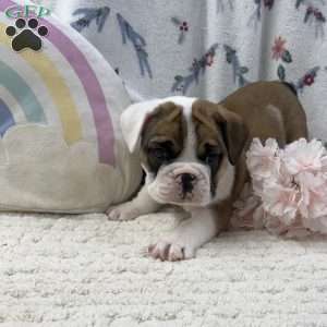 Lilly, Miniature Bulldog Puppy