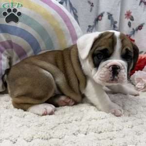 Lilly, Miniature Bulldog Puppy