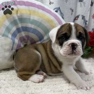 Lilly, Miniature Bulldog Puppy