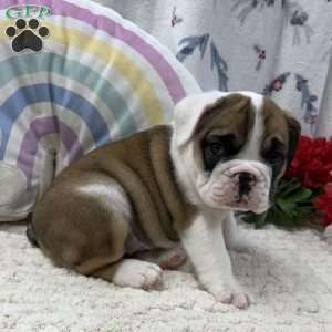 Lilly, Miniature Bulldog Puppy