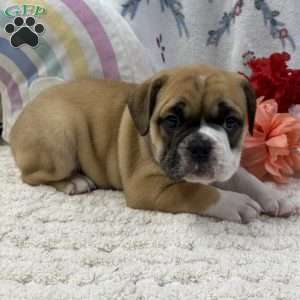 Lena, Miniature Bulldog Puppy