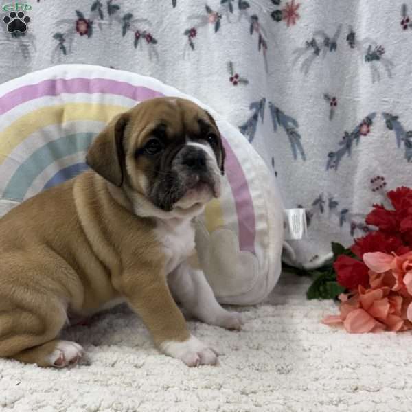 Lena, Miniature Bulldog Puppy