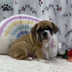 Lena, Miniature Bulldog Puppy