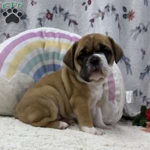 Lena, Miniature Bulldog Puppy