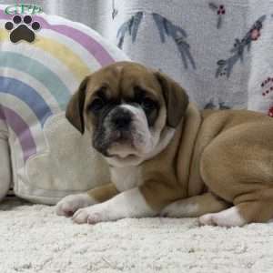 Lena, Miniature Bulldog Puppy