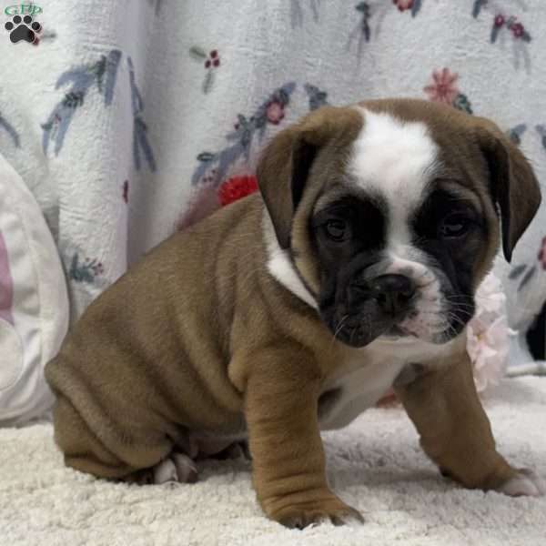 Lacey, Miniature Bulldog Puppy