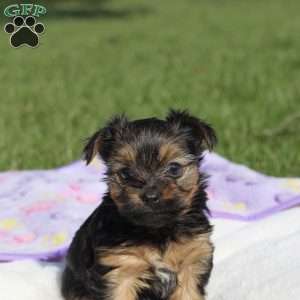 Raven, Yorkie Puppy