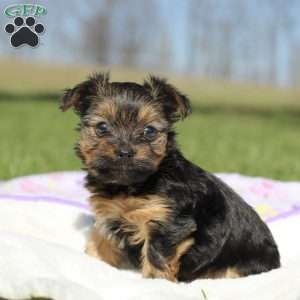 Raven, Yorkie Puppy