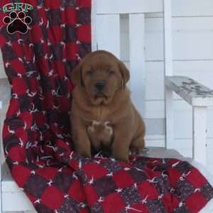 Pudge, Fox Red Labrador Retriever Puppy