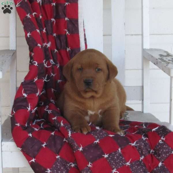 Pudge, Fox Red Labrador Retriever Puppy