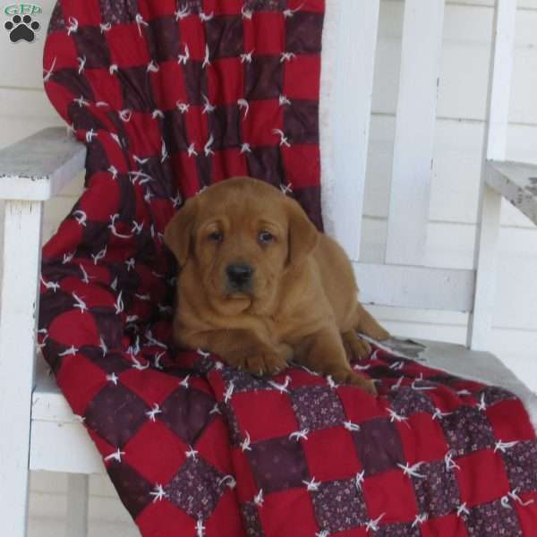 Fudge, Fox Red Labrador Retriever Puppy
