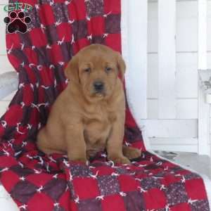 Fudge, Fox Red Labrador Retriever Puppy