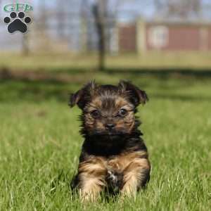 Raven, Yorkie Puppy