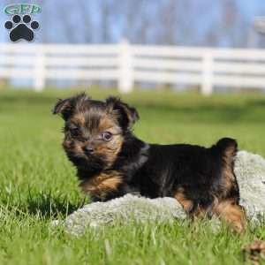 Raven, Yorkie Puppy