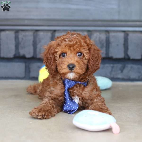 Bear, Cavapoo Puppy