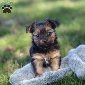 Raven, Yorkie Puppy