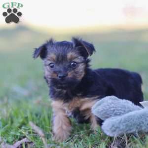 Raven, Yorkie Puppy