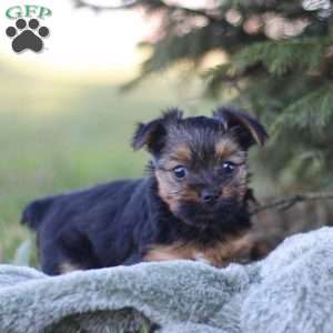 Raven, Yorkie Puppy