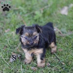 Raven, Yorkie Puppy