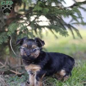Raven, Yorkie Puppy