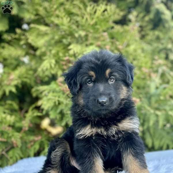 Ruggar, German Shepherd Puppy