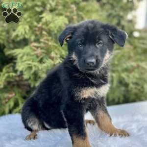 Navy, German Shepherd Puppy