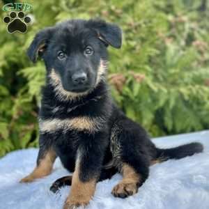 Navy, German Shepherd Puppy
