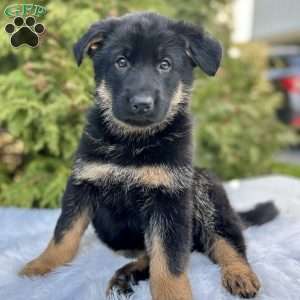Navy, German Shepherd Puppy