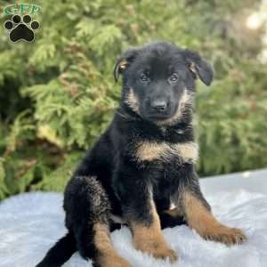 Navy, German Shepherd Puppy