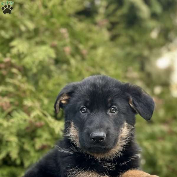 Navy, German Shepherd Puppy