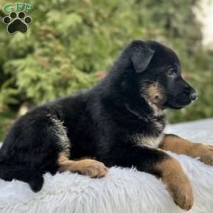 Navy, German Shepherd Puppy