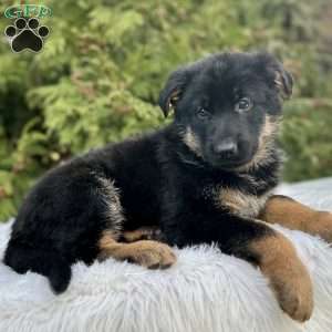 Navy, German Shepherd Puppy