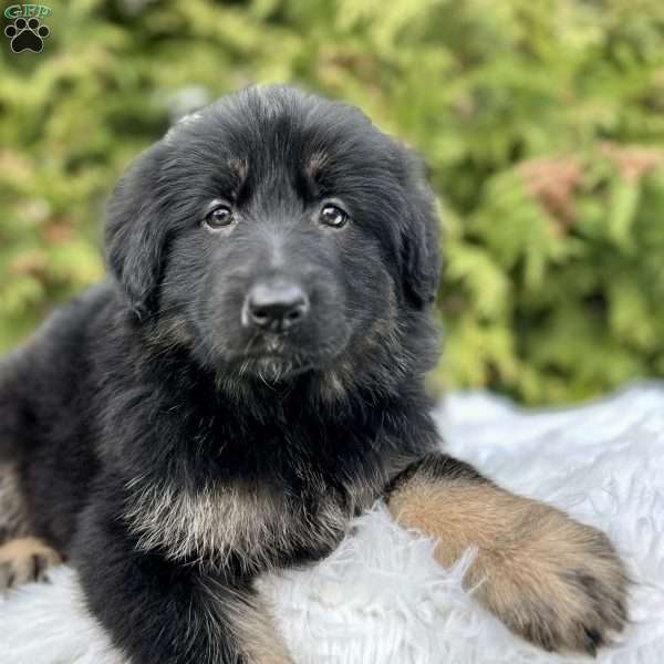 Nova, German Shepherd Puppy