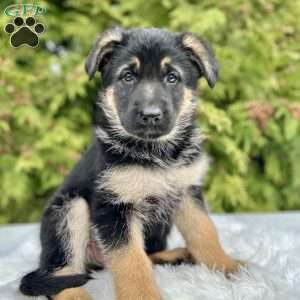 Haven, German Shepherd Puppy
