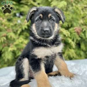 Haven, German Shepherd Puppy
