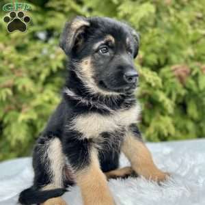 Haven, German Shepherd Puppy
