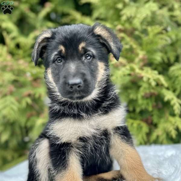 Haven, German Shepherd Puppy