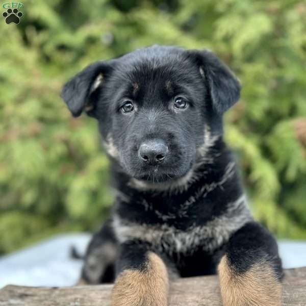 Harper, German Shepherd Puppy