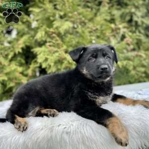 Harper, German Shepherd Puppy