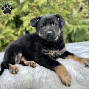 Harper, German Shepherd Puppy