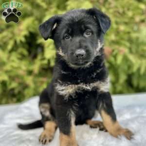Harper, German Shepherd Puppy