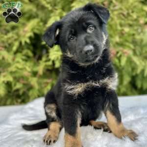 Harper, German Shepherd Puppy